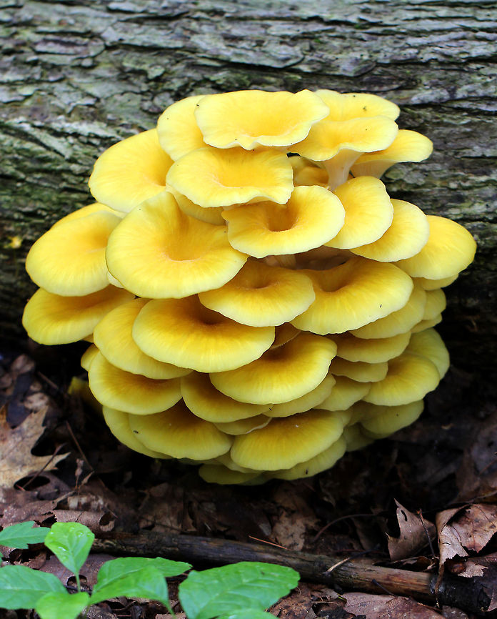 Golden Oyster Mushrooms A rare mushroom to find growing in the wild in the eastern United States even though it is widely cultivated commercially. These mushrooms have bright yellow caps and were growing in a cluster. Flesh, stems, and gills are white. Spores are tan/pink. Fungus,Geotagged,Golden Oyster Mushrooms,Pleurotus,Pleurotus citrinopileatus,Spring,United States,mushroom,mushrooms