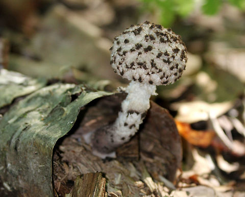 Old Man of the Woods Cap and stipe covered in dark gray scales. It was growing out of the end of a rotting birch log! Fungus,Geotagged,Old Man of the Woods,Strobilomyces,Strobilomyces strobilaceus,Summer,United States,mushroom