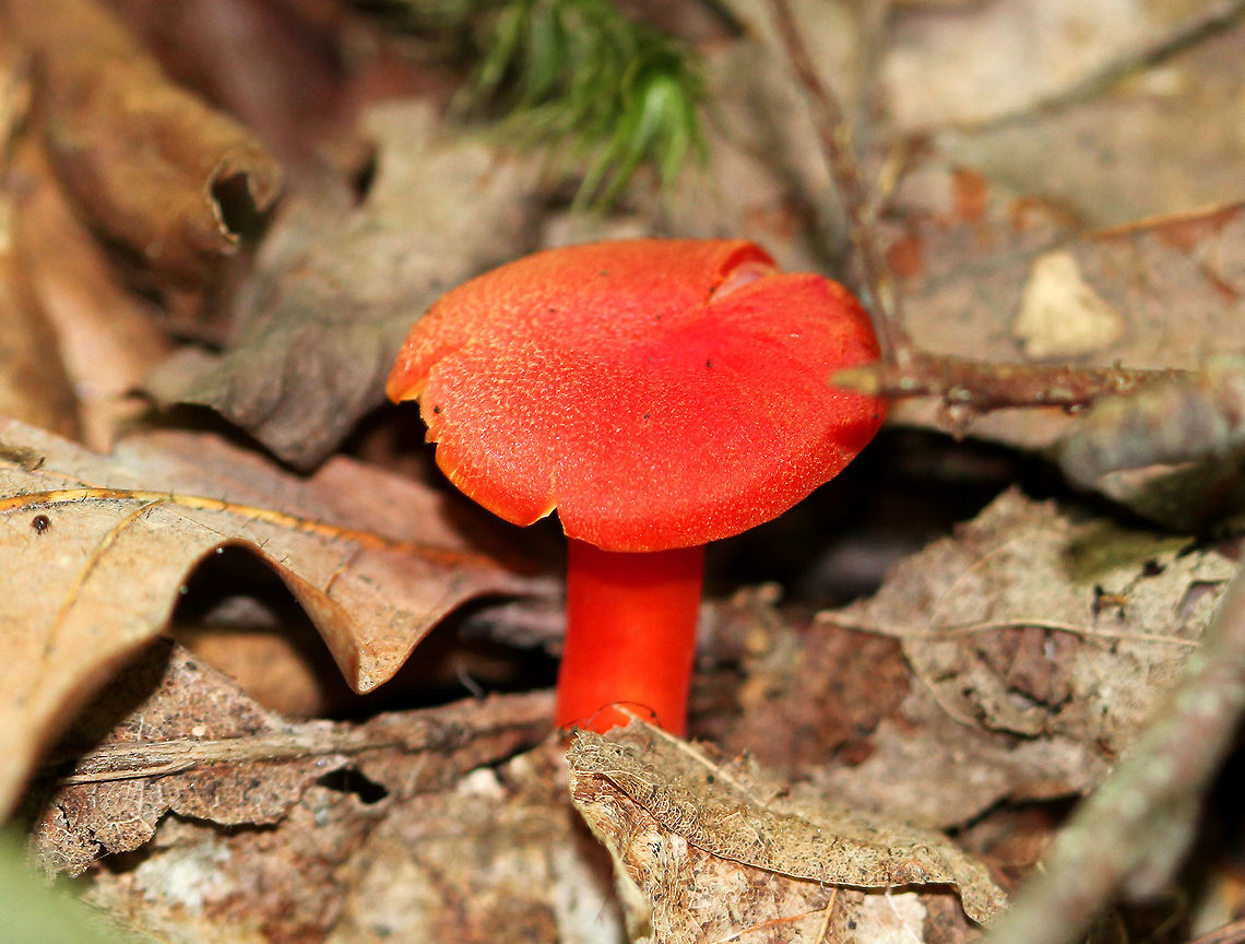 Hygrocybe Mushroom Very red, small mushroom. Cap was about 2cm diameter. Fungus,Geotagged,Hygrocybe,Hygrocybe Mushroom,Hygrocybe squamulosa,Summer,United States,mushroom