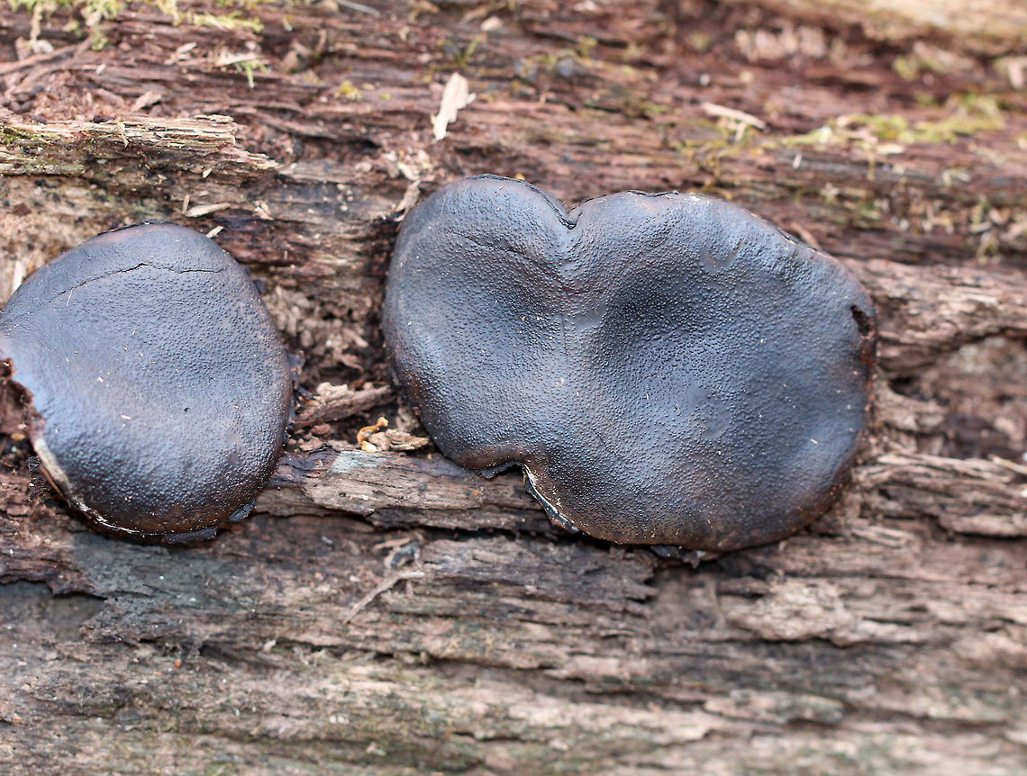 Dog's Nose Fungus When fresh, this fungus really does resemble (and feel like) a dog&#039;s wet nose. The wetness produced by fresh specimens is exuded from the fungus without help from rain or dew. Unfortunately, these specimens were old and looked more like burnt chocolate tarts.  They were about 6cm wide and shaped like cushions. The upper surfaces were black and dull (from age), and were covered with pimple-like dots.  Camarops,Camarops petersii,Dog's Nose Fungus,Fall,Fungus,Geotagged,United States