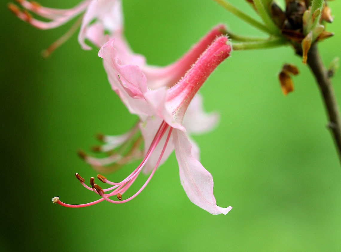 Pinxter Flowers - Rhododendron periclymenoides Deciduous shrub with clusters of terminal, pink, tubular flowers. Flowers were close to 2 inches in size, had a 5-lobed corolla, and 5 long, curved stamens projecting beyond the corolla. Leaves were thin and oblong. <br />
<br />
Habitat: Growing in a deciduous forest next to a pond. A very odd, remote location for this shrub<br />
<br />
<figure class="photo"><a href="https://www.jungledragon.com/image/71431/pinxter_flowers_-_rhododendron_periclymenoides.html" title="Pinxter Flowers - Rhododendron periclymenoides"><img src="https://s3.amazonaws.com/media.jungledragon.com/images/3232/71431_thumb.jpg?AWSAccessKeyId=05GMT0V3GWVNE7GGM1R2&Expires=1769040010&Signature=plOkns00Dcu2qPFgvC%2Bb%2BYowpfM%3D" width="200" height="146" alt="Pinxter Flowers - Rhododendron periclymenoides Deciduous shrub with clusters of terminal, pink, tubular flowers. Flowers were close to 2 inches in size, had a 5-lobed corolla, and 5 long, curved stamens projecting beyond the corolla. Leaves were thin and oblong.<br />
<br />
Habitat: Growing in a deciduous forest next to a pond. A very odd, remote location for this shrub.<br />
https://www.jungledragon.com/image/56340/pinxter_flowers.html Geotagged,Pink azalea,Rhododendron periclymenoides,Spring,United States" /></a></figure> Geotagged,Pink Flowers,Pinxter Flowers,Rhododendron periclymenoides,Spring,United States,Wildflowers,pink