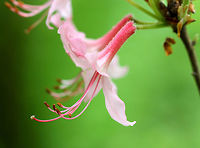 Pinxter Flowers - Rhododendron periclymenoides Deciduous shrub with clusters of terminal, pink, tubular flowers. Flowers were close to 2 inches in size, had a 5-lobed corolla, and 5 long, curved stamens projecting beyond the corolla. Leaves were thin and oblong. <br />
<br />
Habitat: Growing in a deciduous forest next to a pond. A very odd, remote location for this shrub<br />
<br />
https://www.jungledragon.com/image/71431/pinxter_flowers_-_rhododendron_periclymenoides.html Geotagged,Pink Flowers,Pinxter Flowers,Rhododendron periclymenoides,Spring,United States,Wildflowers,pink