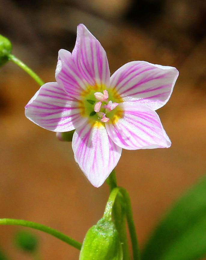 Spring Beauty Low plant with clusters of white flowers that are striped with pink. Flowers usually have 5 petals with 5 stamens and pink anthers, but this one had 6 petals. This plant grows from a underground tuber, which early American colonists and Native Americans used for food. The tubers have a sweet, chestnut-like flavor. Claytonia virginica,Geotagged,Pink,Spring,Spring Beauty,United States,Wildflowers,flower