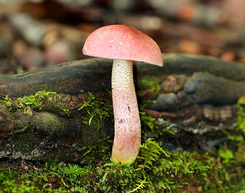 Yellowfoot Bolete Gorgeous bolete with a pink cap, a chrome yellow stem base, and pink scabers on the surface of its stem. Pores were white and did not bruise. Fungus,Geotagged,Harrya chromapes,Summer,United States,Yellowfoot Bolete,bolete,mushroom