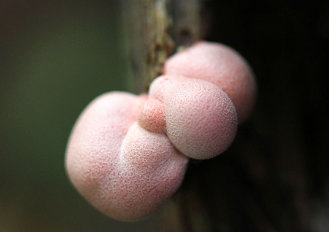 Wolf's Milk Small, pink aethalia that resemble fuzzy pink blobs...The life cycle of slime molds is very interesting and complex. Here is a simplified description of what goes on...Slime molds form structures called plasmodia, which actually lack cell walls. Plasmodia are able to move up to an inch an hour - their motion being the result of protoplasm that flows through the organism in a rhythmic motion. The masses of protoplasm move around and engulf particles of food in an amoeboid manner. Eventually, when the plasmodia runs out of food, it transforms into sporangia, which (simplistically) are balls of spores. These "sporangia spore balls" are called the aethalia, which are the fruiting bodies of the slime mold. Geotagged,Lycogala epidendrum,Summer,United States,Wolf's Milk,slime mold