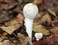 Parasitic Fungus on Amanita Unusual looking Amanita mushroom that is being attacked by a parasitic fungus, Hypomyces hyalinus. This fungus completely disfigures its host. The infection prevents the expansion of the cap, and causes the cap to fuse to the stem. As a result, the gills are also destroyed and the fruiting body dies without dispersing any spores. This mushroom was about 9cm tall. Fungus,Geotagged,Hypomyces hyalinus,Parasitic Fungus,Summer,United States,amanita,mushroom
