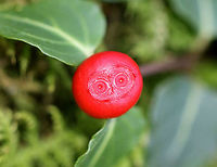 Partridge Berry - Mitchella repens These low evergreen plants form large mats that cover large areas of the forest floor. They have shiny, green leaves and bright red berries that have two dimples. Each partridge berry has two dimples because each berry grows from two flowers...Both flowers must be pollinated in order to develop a single red berry. So, each berry is the result of the fusion of ovaries from the pair of pollinated flowers. This results in each berry having two bright red spots on its surface. These berries are edible, but pretty flavorless. They are high in vitamin C, anthocyanins, and antioxidants. It's fun to search for them as a snack while hiking, but not very filling!<br />
https://www.jungledragon.com/image/71536/partridge_berry_-_mitchella_repens.html Fall,Geotagged,Mitchella repens,Partridge Berry,Partridge berry,United States,berry,red,red berry