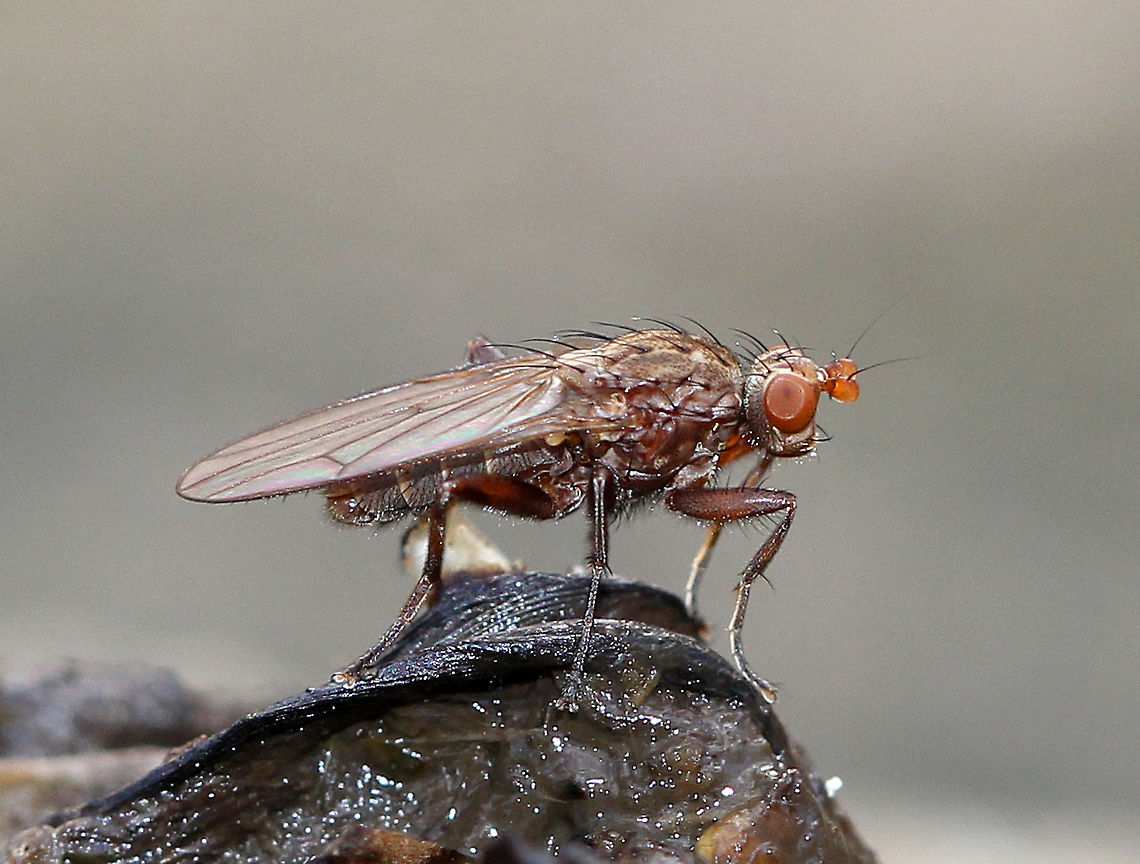 Yellow Dung Fly The flies were about 8-9mm long. They were brown with sparse black hairs on the thorax, and had red eyes and antennae. I spotted them mating on scat (probably from Red Fox, Vulpes vulpes) that was on a rock in a deciduous forest. There were many small bones and feathers in the scat. My kids and I often rest on this particularly comfortable and large rock when we hike these woods, and over the past few months, foxes have been using it as a latrine. My guess is they are trying to claim the rock as their own, and so far they are winning the battle. Fall,Fly,Geotagged,Scathophaga furcata,United States,Yellow dung fly