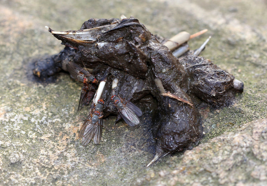 Dung Fly - Scathophaga furcata The flies were about 8-9mm long. They were brown with sparse black hairs on the thorax, and had red eyes and antennae. I spotted them mating on scat (probably from Red Fox, Vulpes vulpes) that was on a rock in a deciduous forest. There were many small bones and feathers in the scat. My kids and I often rest on this particularly comfortable and large rock when we hike these woods, and over the past few months, foxes have been using it as a latrine. My guess is they are trying to claim the rock as their own, and so far they are winning the battle.  Fall,Fly,Geotagged,Scathophaga furcata,United States,dung fly
