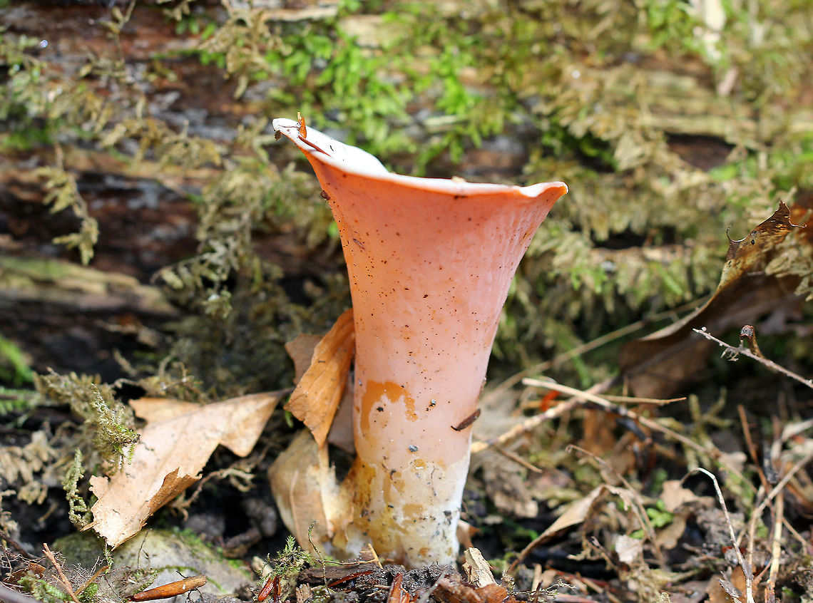 Apricot Jelly Vase-like pale pink fungi. They were rubbery and ranged in size from 3-7cm tall. The scientific name is debatable for this fungus - some sources say it is Phlogiotis helvelloides, while others state it is Guepinia helvelloides. Apricot Jelly,Fungus,Geotagged,Guepinia,Guepinia helvelloides,Phlogiotis helvelloides,Summer,United States,mushroom