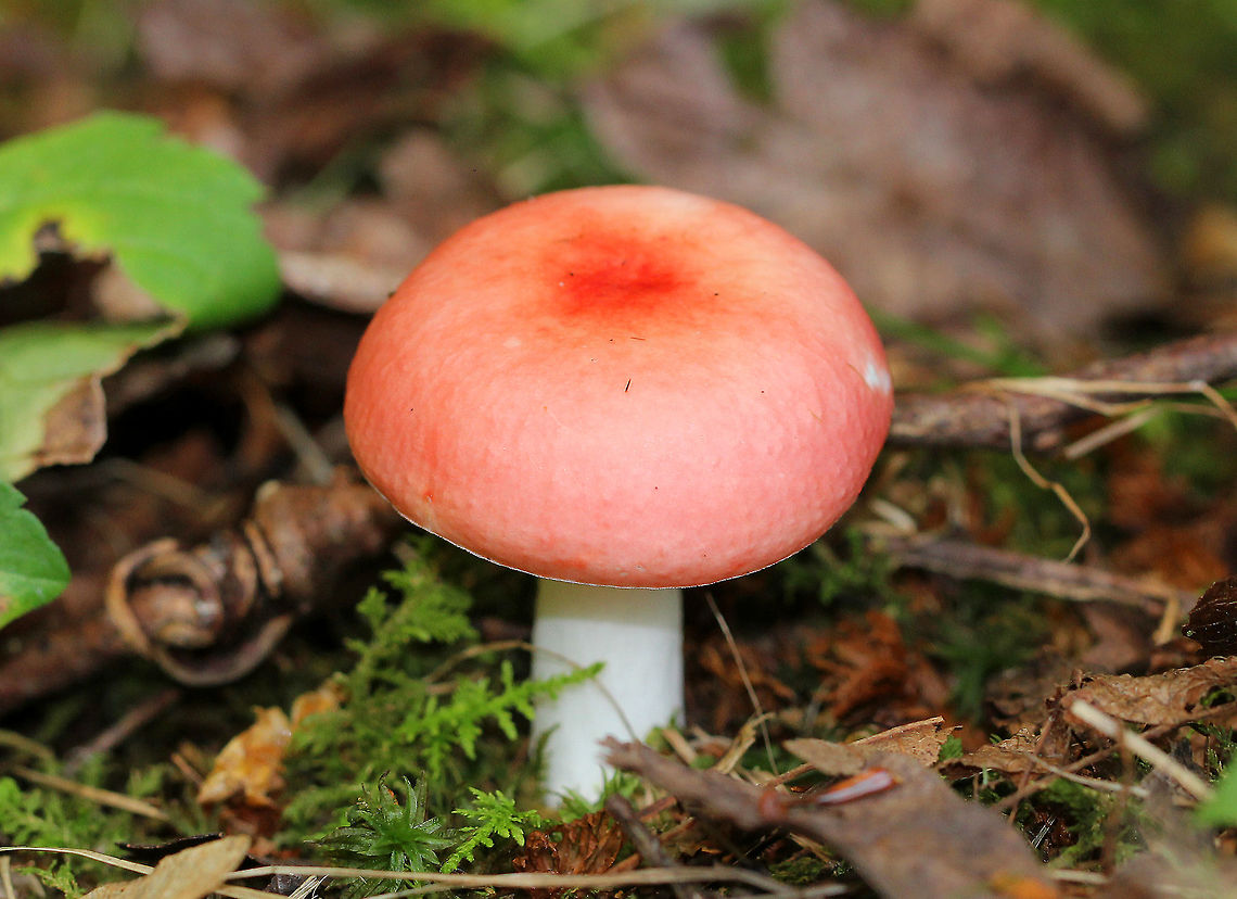 Vomiting Russula Pink cap with a darker pink center. White gills, stem, and flesh. Stem was very smooth. Cap was 5-6cm in diameter. As the common name implies, this mushroom is not edible. Fungus,Geotagged,Russula emetica,Summer,United States,Vomiting Russula,mushroom,russula