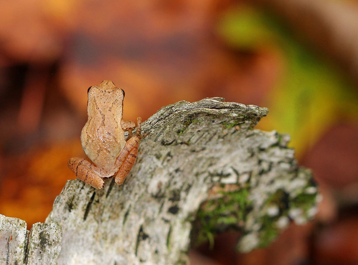 Northern Spring Peepers These frogs had light tan skin with slightly darker markings, including a distinctive X-shaped mark on their backs. They can darken or lighten their skin color to better camouflage themselves in only a few minutes. They were 15-20mm long. If I hadn&#039;t already been lying on the ground, I would not have noticed these frogs at all since they have such amazing camouflage. There were five of them altogether. They weren&#039;t very active, but instead just seemed to be relaxing and enjoying their niche in nature. These tiny frogs are considered to be harbingers of spring. But, since I spotted them in mid-autumn, they were most likely getting ready to seek shelter in underground burrows or in leaf litter where they will spend the winter. They are able to survive being frozen because their bodies produce a natural anti-freeze, which protects them during the frigid winter months. Fall,Geotagged,Northern Spring Peeper,Pseudacris crucifer,Spring peeper,United States,frog
