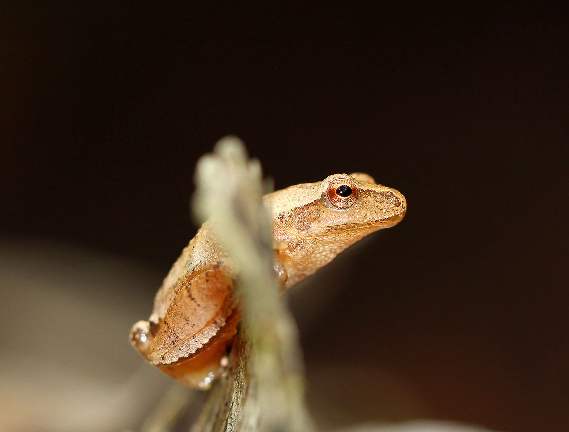 Northern Spring Peeper These frogs had light tan skin with slightly darker markings, including a distinctive X-shaped mark on their backs. They can darken or lighten their skin color to better camouflage themselves in only a few minutes. They were 15-20mm long. If I hadn&#039;t already been lying on the ground, I would not have noticed these frogs at all since they have such amazing camouflage. There were five of them altogether. They weren&#039;t very active, but instead just seemed to be relaxing and enjoying their niche in nature. These tiny frogs are considered to be harbingers of spring. But, since I spotted them in mid-autumn, they were most likely getting ready to seek shelter in underground burrows or in leaf litter where they will spend the winter. They are able to survive being frozen because their bodies produce a natural anti-freeze, which protects them during the frigid winter months Northern Spring Peeper,Pseudacris crucifer,Pseudacris crucifer crucifer,Spring peeper,frog