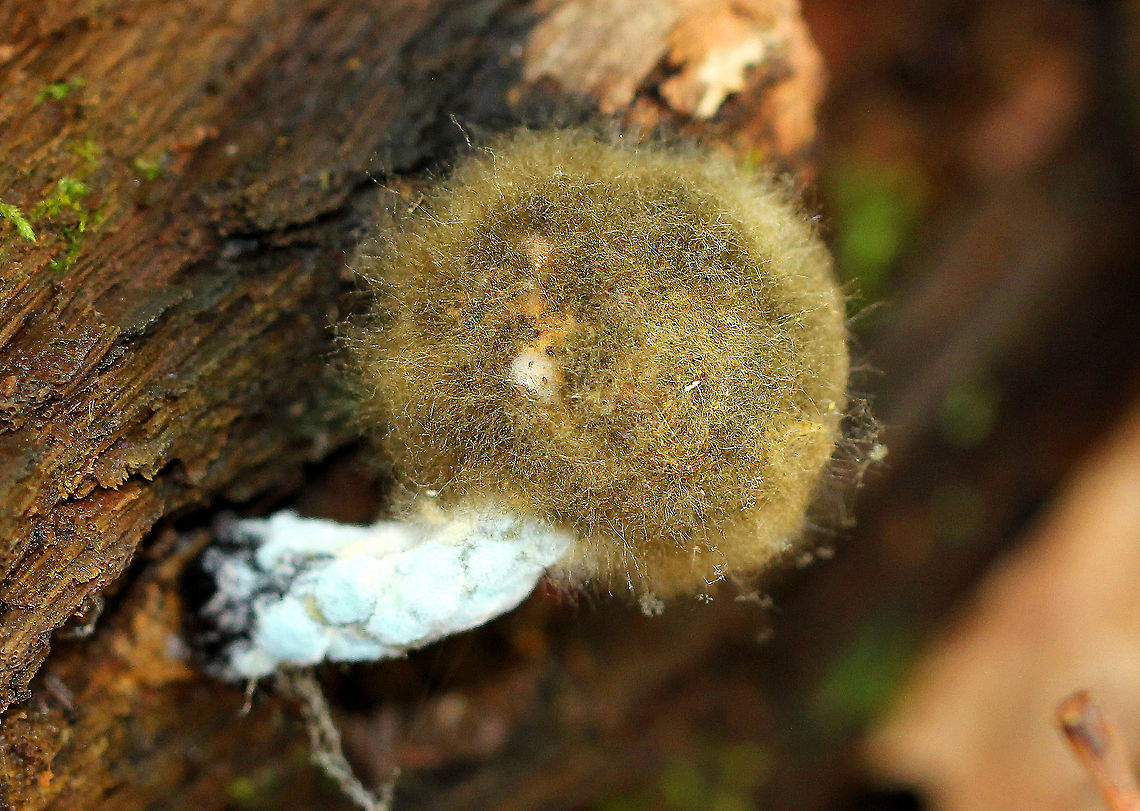 Mucormycosis Fungus growing on fungus! The mushroom appeared to have a tan cap with a white stem. It had mucormycosis, as it was heavily infected with Mucorales fungus. The fantastically fuzzy cap made identification of the host mushroom very difficult. So, my best guess on the mushroom would be that it is in the order Agaricales.  Fall,Fungus,Geotagged,Mucorales,Mucormycosis,Order Mucorales,United States,mushroom,pin mold