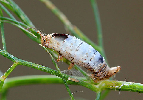 Caterpillar Mummy This is the mummified host remains of a caterpillar that was parasitized by a mummy-wasp (Aleiodes sp.). It had a smooth, white cuticle with a darker and densely wrinkled anterior end and a hole on the dorsal surface. Aleiodes wasps are koinobionts, which means that the host caterpillar is not permanently paralyzed, but continues to feed and grow for a period of time after being parasitized. They are also endoparasitoids (they inject the eggs into the host's body). Once the eggs hatch inside of the host caterpillar, the Aleiodes larvae feed and pupate within the shrunken and mummified host caterpillar. Finally, the wasps exit from the host mummy through a circular dorsal hole. The actual mummification of the caterpillar is hypothesized to be caused by the physical elimination of the host’s corpora allatum by the parasitoid larvae. Removing the corpora allatum would reduce the juvenile hormone levels in the host caterpillar and therefore induce the formation of a pupal cuticle, resulting in a hardened cuticle.  Caterpillar,Caterpillar mummy,Fall,Geotagged,Lepidoptera,United States