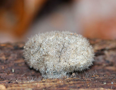 Hickory Tussock Moth Pupa Oblong cocoon with black and white setae woven into it. The setae, which are urticating, come from the caterpillar stage. Fall,Geotagged,Hickory Tussock Moth,Hickory Tussock Moth Pupa,Hickory tussock moth,Lophocampa,Lophocampa caryae,United States,moth pupa,moth week 2018,pupa