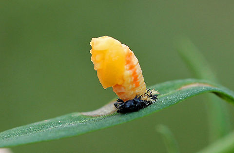 Multicolored Asian Lady Beetle Pupa - Harmonia axyridis Spotted on a frigid autumn afternoon, this fresh lady beetle pupa had not yet hardened and kept moving up and down as it got acclimated to its new life stage. It was yellow and pale orange in color, had an elongated dome shape, and was attached to a leaf with the spiky remains of the larval skin clearly seen clinging to one end. As it hardens, it will turn dark orange with black spots. 
https://www.jungledragon.com/image/71154/multicolored_asian_lady_beetle_pupa_-_harmonia_axyridis.html Fall,Geotagged,Harlequin Ladybird,Harmonia axyridis,Multicolored Asian Lady Beetle,Multicolored Asian Lady Beetle Pupa,United States,beetle pupa,pupa