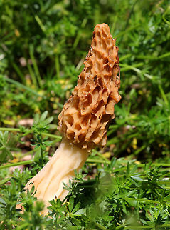 Morel Morels are hollow from bottom of stem to top of cap, and the bottom of the cap is attached to the stem. Honeycomb-like caps are longer than the stems and are full of ridges and pits. This particular morel was huge - over 5 inches tall!  Fungus,Geotagged,Morchella,Morchella americana,Spring,United States,morel,mushroom