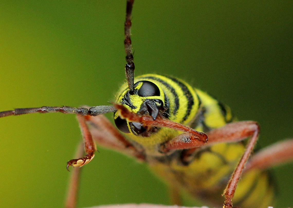 Locust Borer Black longhorn beetle with yellow transverse bands. The third band on the elytra is W-shaped.  Coleoptera,Geotagged,Locust Borer,Locust borer,Megacyllene robiniae,Summer,United States,beetle