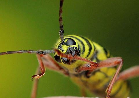 Locust Borer Black longhorn beetle with yellow transverse bands. The third band on the elytra is W-shaped.  Coleoptera,Geotagged,Locust Borer,Locust borer,Megacyllene robiniae,Summer,United States,beetle