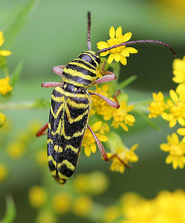 Locust Borer Black longhorn beetle with yellow transverse bands. The third band on the elytra is W-shaped.  Coleoptera,Geotagged,Locust Borer,Locust borer,Megacyllene robiniae,Summer,United States,beetle
