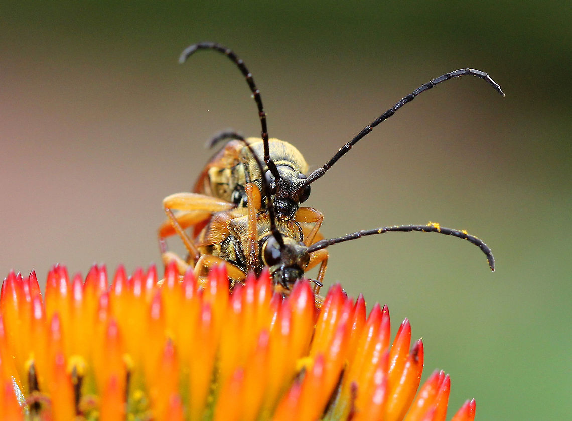 Banded Longhorn Beetles Two banded longhorn beetles caught mating. These beetles have several distinguishing characteristics. Their elytra are reddish brown with the somewhat variable yellow markings. The pronotum and the elytra both have a golden pubescence. The antennae are black and the legs are tan to reddish brown. <br />
<figure class="photo"><a href="https://www.jungledragon.com/image/56359/banded_longhorn_beetles.html" title="Banded Longhorn Beetles"><img src="https://s3.amazonaws.com/media.jungledragon.com/images/3232/56359_thumb.jpg?AWSAccessKeyId=05GMT0V3GWVNE7GGM1R2&Expires=1759968010&Signature=6mUo%2BfpQfRsM%2BUUIhSTqvi9f6pw%3D" width="200" height="148" alt="Banded Longhorn Beetles Two banded longhorn beetles caught mating. These beetles have several distinguishing characteristics. Their elytra are reddish brown with the somewhat variable yellow markings. The pronotum and the elytra both have a golden pubescence. The antennae are black and the legs are tan to reddish brown. <br />
https://www.jungledragon.com/image/56359/banded_longhorn_beetles.html<br />
https://www.jungledragon.com/image/56360/banded_longhorn_beetles.html<br />
https://www.jungledragon.com/image/56361/banded_longhorn_beetles.html Banded Longhorn,Banded Longhorn Beetles,Geotagged,Summer,Typocerus velutinus,United States,beetle,beetles" /></a></figure><br />
<figure class="photo"><a href="https://www.jungledragon.com/image/56360/banded_longhorn_beetles.html" title="Banded Longhorn Beetles"><img src="https://s3.amazonaws.com/media.jungledragon.com/images/3232/56360_thumb.jpg?AWSAccessKeyId=05GMT0V3GWVNE7GGM1R2&Expires=1759968010&Signature=WB%2B%2BFrrCRvAjZVFJfVKQuEWGKvU%3D" width="200" height="152" alt="Banded Longhorn Beetles Two banded longhorn beetles caught mating. These beetles have several distinguishing characteristics. Their elytra are reddish brown with the somewhat variable yellow markings. The pronotum and the elytra both have a golden pubescence. The antennae are black and the legs are tan to reddish brown. <br />
https://www.jungledragon.com/image/56303/banded_longhorn_beetles.html<br />
https://www.jungledragon.com/image/56359/banded_longhorn_beetles.html<br />
https://www.jungledragon.com/image/56361/banded_longhorn_beetles.html Banded Longhorn,Banded Longhorn Beetles,Geotagged,Summer,Typocerus velutinus,United States,beetle,beetles,coleoptera" /></a></figure><br />
<figure class="photo"><a href="https://www.jungledragon.com/image/56361/banded_longhorn_beetles.html" title="Banded Longhorn Beetles"><img src="https://s3.amazonaws.com/media.jungledragon.com/images/3232/56361_thumb.jpg?AWSAccessKeyId=05GMT0V3GWVNE7GGM1R2&Expires=1759968010&Signature=6Lu5Lnbn%2FRabLloaG1OwludB4CA%3D" width="108" height="152" alt="Banded Longhorn Beetles Two banded longhorn beetles caught mating. These beetles have several distinguishing characteristics. Their elytra are reddish brown with the somewhat variable yellow markings. The pronotum and the elytra both have a golden pubescence. The antennae are black and the legs are tan to reddish brown. <br />
https://www.jungledragon.com/image/56303/banded_longhorn_beetles.html<br />
https://www.jungledragon.com/image/56359/banded_longhorn_beetles.html<br />
https://www.jungledragon.com/image/56360/banded_longhorn_beetles.html Banded Longhorn,Banded Longhorn Beetles,Geotagged,Summer,Typocerus velutinus,United States,beetle,beetles,coleoptera" /></a></figure> Banded Longhorn,Banded Longhorn Beetles,Geotagged,Summer,Typocerus velutinus,United States,beetle,beetles