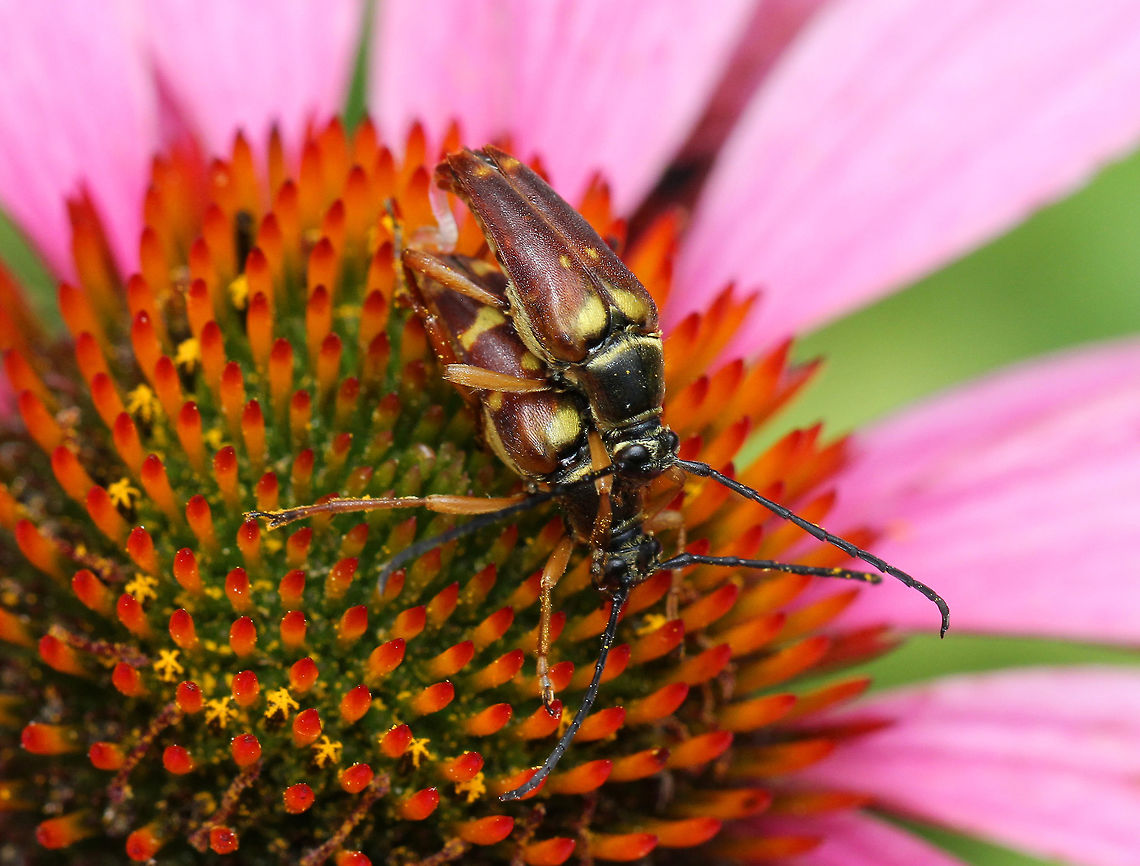 Banded Longhorn Beetles Two banded longhorn beetles caught mating. These beetles have several distinguishing characteristics. Their elytra are reddish brown with the somewhat variable yellow markings. The pronotum and the elytra both have a golden pubescence. The antennae are black and the legs are tan to reddish brown. <br />
<figure class="photo"><a href="https://www.jungledragon.com/image/56303/banded_longhorn_beetles.html" title="Banded Longhorn Beetles"><img src="https://s3.amazonaws.com/media.jungledragon.com/images/3232/56303_thumb.jpg?AWSAccessKeyId=05GMT0V3GWVNE7GGM1R2&Expires=1770854410&Signature=y0Ov%2BfW9YoqdlvL8fT4rZi05BVA%3D" width="200" height="156" alt="Banded Longhorn Beetles Two banded longhorn beetles caught mating. These beetles have several distinguishing characteristics. Their elytra are reddish brown with the somewhat variable yellow markings. The pronotum and the elytra both have a golden pubescence. The antennae are black and the legs are tan to reddish brown.<br />
https://www.jungledragon.com/image/56359/banded_longhorn_beetles.html<br />
https://www.jungledragon.com/image/56360/banded_longhorn_beetles.html<br />
https://www.jungledragon.com/image/56361/banded_longhorn_beetles.html Banded Longhorn,Banded Longhorn Beetles,Beetles,Coleoptera,Geotagged,Summer,Typocerus velutinus,United States,beetle" /></a></figure><br />
<figure class="photo"><a href="https://www.jungledragon.com/image/56359/banded_longhorn_beetles.html" title="Banded Longhorn Beetles"><img src="https://s3.amazonaws.com/media.jungledragon.com/images/3232/56359_thumb.jpg?AWSAccessKeyId=05GMT0V3GWVNE7GGM1R2&Expires=1770854410&Signature=veB%2BaRadfO8IdEvHg4%2FQ4lYEN6Q%3D" width="200" height="148" alt="Banded Longhorn Beetles Two banded longhorn beetles caught mating. These beetles have several distinguishing characteristics. Their elytra are reddish brown with the somewhat variable yellow markings. The pronotum and the elytra both have a golden pubescence. The antennae are black and the legs are tan to reddish brown. <br />
https://www.jungledragon.com/image/56359/banded_longhorn_beetles.html<br />
https://www.jungledragon.com/image/56360/banded_longhorn_beetles.html<br />
https://www.jungledragon.com/image/56361/banded_longhorn_beetles.html Banded Longhorn,Banded Longhorn Beetles,Geotagged,Summer,Typocerus velutinus,United States,beetle,beetles" /></a></figure><br />
<figure class="photo"><a href="https://www.jungledragon.com/image/56361/banded_longhorn_beetles.html" title="Banded Longhorn Beetles"><img src="https://s3.amazonaws.com/media.jungledragon.com/images/3232/56361_thumb.jpg?AWSAccessKeyId=05GMT0V3GWVNE7GGM1R2&Expires=1770854410&Signature=6D0jpsSwcl9pZuQtkQGTWYS4WHM%3D" width="108" height="152" alt="Banded Longhorn Beetles Two banded longhorn beetles caught mating. These beetles have several distinguishing characteristics. Their elytra are reddish brown with the somewhat variable yellow markings. The pronotum and the elytra both have a golden pubescence. The antennae are black and the legs are tan to reddish brown. <br />
https://www.jungledragon.com/image/56303/banded_longhorn_beetles.html<br />
https://www.jungledragon.com/image/56359/banded_longhorn_beetles.html<br />
https://www.jungledragon.com/image/56360/banded_longhorn_beetles.html Banded Longhorn,Banded Longhorn Beetles,Geotagged,Summer,Typocerus velutinus,United States,beetle,beetles,coleoptera" /></a></figure> Banded Longhorn,Banded Longhorn Beetles,Geotagged,Summer,Typocerus velutinus,United States,beetle,beetles,coleoptera