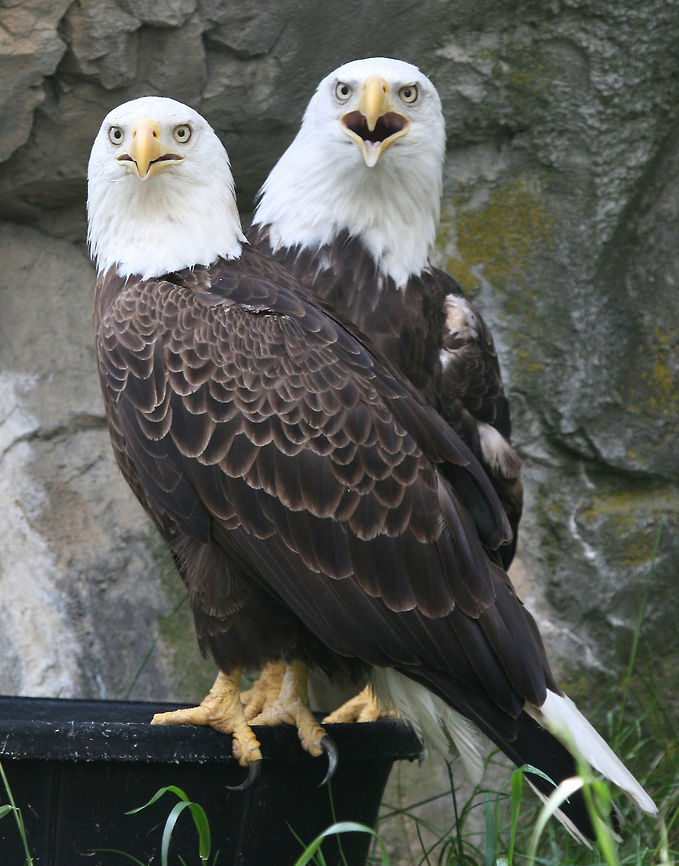 Bald Eagles These eagles had been injured and were in captivity since they were no longer able to survive in the wild. Bald Eagle,Eagle,Geotagged,Haliaeetus leucocephalus,Spring,United States,eagles