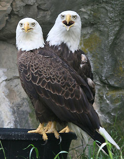 Bald Eagles These eagles had been injured and were in captivity since they were no longer able to survive in the wild. Bald Eagle,Eagle,Geotagged,Haliaeetus leucocephalus,Spring,United States,eagles