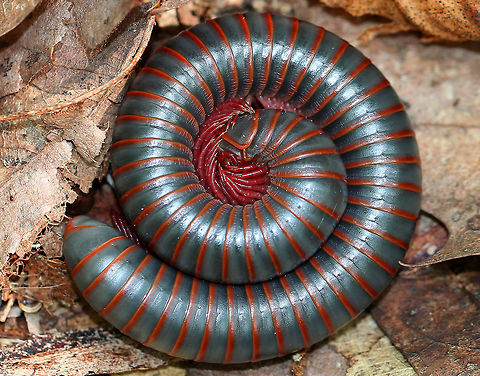 American Giant Millipede Large, cylindrical millipede that was 8 cm long! This species can grow to be about twice as large (10cm) as any other millipede that lives in North America. They curl up into a spiral when threatened. They have two pairs of legs on most body segments, and are gray/black with red lines on the edge of each segment. Millipedes have spiracles on their body segments, which are connected both to their respiratory systems and to pairs of ozadenes (stink glands). These ozadenes can release noxious substances, which may cause serious chemical burns. However. unlike many other millipedes, the North American Millipede doesn't release hydrogen cyanide. They do however, excrete a substance that causes a temporary discoloration of the skin. They do not bite, and their only defense is their secretions.  American Giant Millipede,Geotagged,Millipede,Narceus americanus,Summer,United States