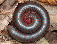 American Giant Millipede Large, cylindrical millipede that was 8 cm long! This species can grow to be about twice as large (10cm) as any other millipede that lives in North America. They curl up into a spiral when threatened. They have two pairs of legs on most body segments, and are gray/black with red lines on the edge of each segment. Millipedes have spiracles on their body segments, which are connected both to their respiratory systems and to pairs of ozadenes (stink glands). These ozadenes can release noxious substances, which may cause serious chemical burns. However. unlike many other millipedes, the North American Millipede doesn't release hydrogen cyanide. They do however, excrete a substance that causes a temporary discoloration of the skin. They do not bite, and their only defense is their secretions.  American Giant Millipede,Geotagged,Millipede,Narceus americanus,Summer,United States
