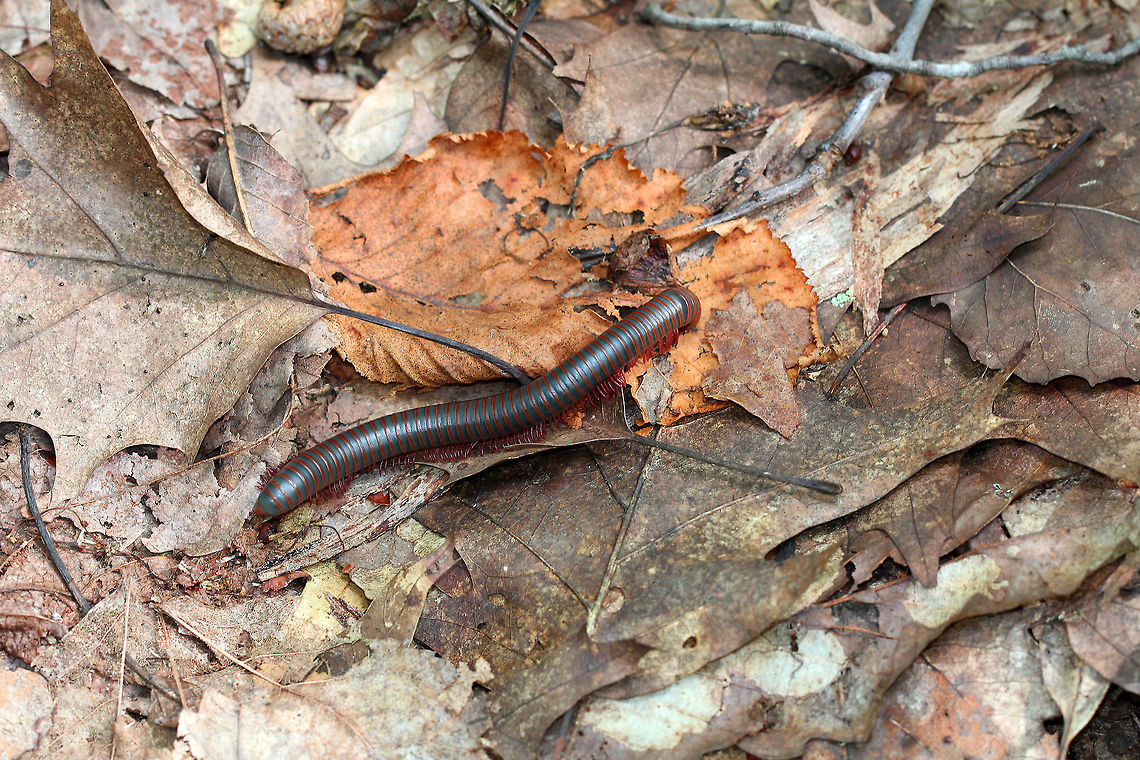 American Giant Millipede Large, cylindrical millipede that was 8 cm long! This species can grow to be about twice as large (10cm) as any other millipede that lives in North America. They curl up into a spiral when threatened. They have two pairs of legs on most body segments, and are gray/black with red lines on the edge of each segment. Millipedes have spiracles on their body segments, which are connected both to their respiratory systems and to pairs of ozadenes (stink glands). These ozadenes can release noxious substances, which may cause serious chemical burns. However. unlike many other millipedes, the North American Millipede doesn't release hydrogen cyanide. They do however, excrete a substance that causes a temporary discoloration of the skin. They do not bite, and their only defense is their secretions. American Giant Millipede,Geotagged,Millipede,Narceus,Narceus americanus,Summer,United States