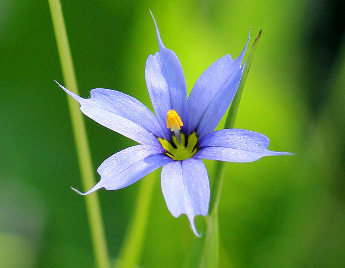 American Blue-eyed Grass - Sisyrinchium montanum Small, violet-blue flowers with petals each tipped with a point. Long, grass-like leaves. <br />
<br />
Habitat: They were growing on the edge of a barrier beach.<br />
<figure class="photo"><a href="https://www.jungledragon.com/image/71051/american_blue-eyed_grass_-_sisyrinchium_montanum.html" title="American Blue-eyed Grass - Sisyrinchium montanum"><img src="https://s3.amazonaws.com/media.jungledragon.com/images/3232/71051_thumb.jpg?AWSAccessKeyId=05GMT0V3GWVNE7GGM1R2&Expires=1759968010&Signature=96GMSaN1SKrZbS%2BQe%2BHpLssqV3s%3D" width="120" height="152" alt="American Blue-eyed Grass - Sisyrinchium montanum Small, violet-blue flowers with petals each tipped with a point. Long, grass-like leaves. <br />
<br />
Habitat: They were growing on the edge of a barrier beach.<br />
https://www.jungledragon.com/image/56406/american_blue-eyed_grass.html American blue-eyed grass,Geotagged,Sisyrinchium montanum,Spring,United States" /></a></figure> American Blue-eyed Grass,Geotagged,Sisyrinchium,Sisyrinchium montanum,Spring,United States,flower,sisyrinchium montanum,wildflower