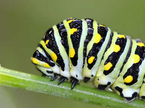 Eastern Black Swallowtail Caterpillar The larvae of this species changes color quite dramatically with each molt. These pictures show the last instar, which is green with black bands dotted with yellow spots on each segment. I spotted this caterpillar on fennel (Foeniculum vulgare) in a rural garden. Black Swallowtail,Caterpillar,Eastern Black Swallowtail Caterpillar,Fall,Geotagged,Lepidoptera,Papilio polyxenes,United States