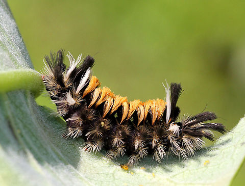 Milkweed Tussock Caterpillar This caterpillar sported wild tufts of black, white, and orange hairs (setae), which are characteristic warning colors.. The head was black. As with monarch larvae, milkweed tiger moth caterpillars obtain cardiac glycosides from the milkweed that they feed on, and they continue to retain them as adults. But, while the milkweed tiger moth caterpillars have the bold warning colors of orange and black, the adult moth is drab and brown. Usually, you would expect the adults to also have bright warning colors just as the larvae do in order to scare off potential predators. However, the cardiac glycosides stored in the body of the moth are still put to good use, but in an unusual way. The milkweed tiger moth has an organ that emits an ultrasonic signal, which is easily detected by bats. The signal somehow warns that an attack will be rewarded with a noxious distasteful meal, and bats thus soon learn to avoid these tiger moths as potential prey. Caterpillar,Euchaetes egle,Geotagged,Milkweed Tussock,Milkweed Tussock Caterpillar,Milkweed Tussock Moth,Summer,United States,moth week 2018