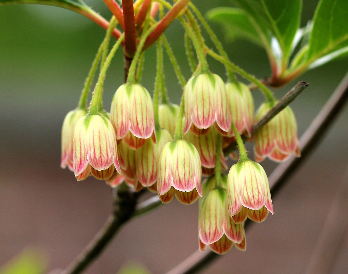 Redvein Enkianthus A deciduous shrub with tiny, bell-shaped, nodding, yellow and pink flowers. Enkianthus campanulatus,Geotagged,Redvein Enkianthus,Spring,United States