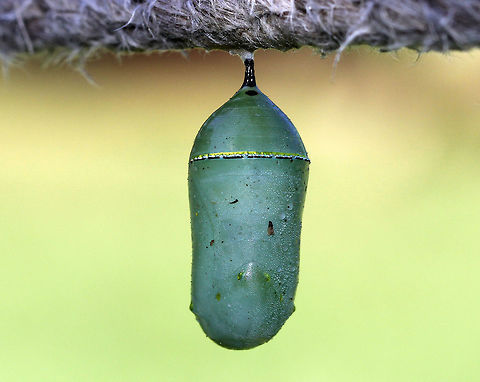 Monarch Butterfly Chrysalis Just before they pupate, monarch caterpillars spin a silk mat from which they hang upside down by their prolegs (the silk comes from a spinneret on their head). The caterpillar then stabs a stem into the silk pad to hang from. This stem extends from its rear, and is called a cremaster. Once they are in the pupal stage, they will begin their final transformation to become an adult butterfly. Just before the monarch butterfly emerges, their wing pattern becomes visible through the pupal covering. This is not because the pupa is transparent; rather, it is because the pigmentation on the wing scales only develops at the very end of the pupal stage. This stage of development lasts 8-15 days under normal conditions. Monarch metamorphosis from egg to adult takes as little as 25 days, However, it is estimated that fewer than 10% of monarch eggs and caterpillars survive because they are so vulnerable to weather, parasites, and disease. Monarchs are harbingers of environmental change, and it seems that their numbers may be continuing to decline. Danaus plexippus,Geotagged,Monarch Butterfly Chrysalis,Monarch butterfly,Summer,United States,chrysalis,pupa