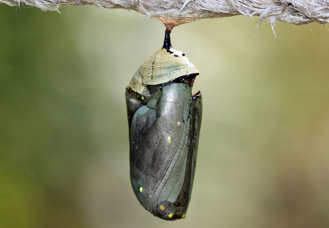 Monarch Butterfly Chrysalis I originally spotted this chrysalis on September 1st. I went back to check on it on September 11th, and was sorry to see that it had become a sad statistic. I found it &quot;rotten&quot; - dead with a hole in the side. The most likely cause of death was tiny, parasitic chalcid wasps. These wasps will lay eggs in soft chrysalises. They do this by following caterpillars that are about to pupate, and then laying eggs in the new chrysalis. The wasp larvae eat the insides of the chrysalis, and then emerge as adults. They serve an important role in the balance of nature, but it&#039;s unfortunate to see it happen to a monarch since they are already struggling with decline. If nothing else, this is a reminder of how fragile and vulnerable these insects are.  Danaus plexippus,Geotagged,Monarch Butterfly Chrysalis,Monarch butterfly,Summer,United States,chrysalis,pupa