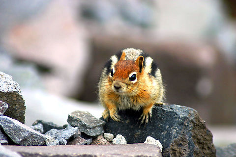 Golden-mantled Ground Squirrel The golden-mantled ground squirrel is similar to chipmunks in more than just its appearance. Although it is a traditional hibernator, building up its body fat so to survive the winter asleep, it is also known to store some food in its burrow, like the chipmunk, for consumption upon waking in the spring. Both the golden-mantled ground squirrel and the chipmunk have cheek pouches for carrying food. Cheek pouches allow them to transport food back to their nests and still run at full speed on all fours. Callospermophilus lateralis,Geotagged,Golden-mantled Ground Squirrel,Golden-mantled ground squirrel,Summer,United States,ground squirrel