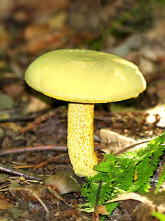 Goldstalk Mushroom  Fungi,Geotagged,Goldstalk Mushroom,Retiboletus ornatipes,Summer,United States,mushroom