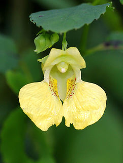 Yellow Jewelweed Yellow flowers with 5 petals, 3 sepals, and reproductive organs within the tubular corolla. Each fertilized flower is replaced by a seedpod that's up to 2" long. The seed pods have projectile seeds that explode out of the pods when they are lightly touched, hence the name 'touch-me-not'.  Geotagged,Impatiens pallida,Jewelweed,Pale jewelweed,Summer,United States,Yellow Jewelweed