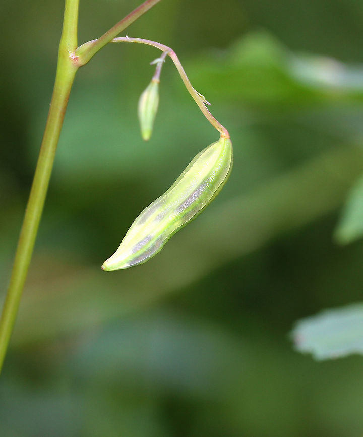 Yellow Jewelweed Seedpod The seed pods have projectile seeds that explode out of the pods when they are lightly touched, hence the name &#039;touch-me-not&#039;.  Geotagged,Impatiens pallida,Pale jewelweed,Summer,United States,Yellow Jewelweed,seedpod