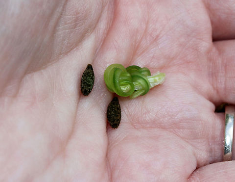 Yellow Jewelweed Seeds Seeds of the yellow jewelweed plant. Geotagged,Impatiens pallida,Pale jewelweed,Summer,United States,Yellow Jewelweed,Yellow Jewelweed seeds,seeds