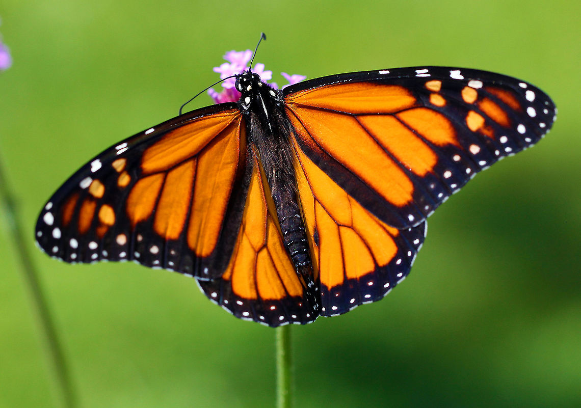 Monarch Butterfly Bright orange wings with black and white markings. The outer edge of the wings has a thick black border. Within the black border are white spots. The upper corner of the top set of wings has orange spots. The body of the monarch is black. This monarch is a male, which can be distinguished from the females because the males have two clearly visible black spots on their hindwings.  Monarch metamorphosis from egg to adult takes as little as 25 days, However, it is estimated that fewer than 10% of monarch eggs and caterpillars survive because they are so vulnerable to weather, parasites, and disease. Monarchs are harbingers of environmental change, and it seems that their numbers may be continuing to decline. Butterfly,Danaus plexippus,Geotagged,Monarch,Monarch Butterfly,Monarch butterfly,Summer,United States