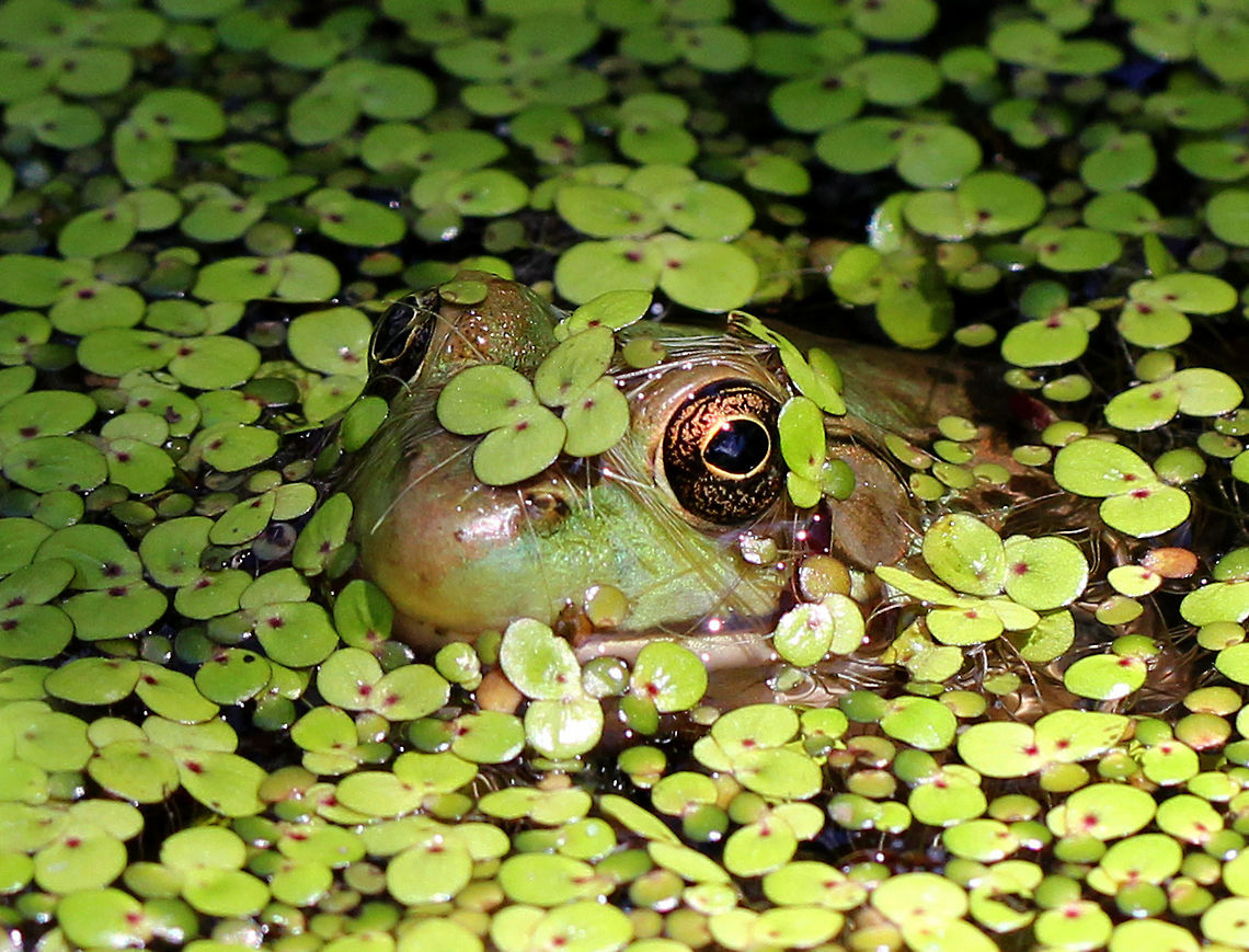 Green Frog Medium-sized green frog. Green frogs have dorsolateral ridges that run down the sides of their backs, which distinguishes them from bullfrogs, which lack them. Geotagged,Green Frog,Green frog,Lithobates clamitans,Summer,United States,frog