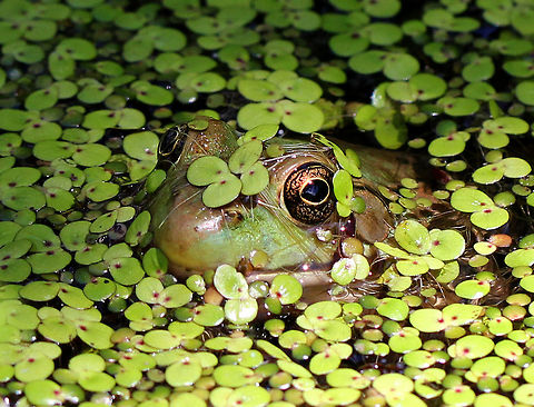 Green Frog Medium-sized green frog. Green frogs have dorsolateral ridges that run down the sides of their backs, which distinguishes them from bullfrogs, which lack them. Geotagged,Green Frog,Green frog,Lithobates clamitans,Summer,United States,frog