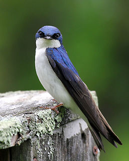 Tree Swallow These stunning birds have a deep-blue iridescent back and a white breast. They are streamlined and small in size with long, pointed wings and a short, slightly notched tail. 

https://www.jungledragon.com/image/71078/tree_swallow_-_tachycineta_bicolor.html
https://www.jungledragon.com/image/71077/tree_swallow_-_tachycineta_bicolor.html Geotagged,Spring,Swallow,Tachycineta bicolor,Tree Swallow,United States,bird