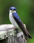 Tree Swallow These stunning birds have a deep-blue iridescent back and a white breast. They are streamlined and small in size with long, pointed wings and a short, slightly notched tail. <br />
<br />
https://www.jungledragon.com/image/71078/tree_swallow_-_tachycineta_bicolor.html<br />
https://www.jungledragon.com/image/71077/tree_swallow_-_tachycineta_bicolor.html Geotagged,Spring,Swallow,Tachycineta bicolor,Tree Swallow,United States,bird