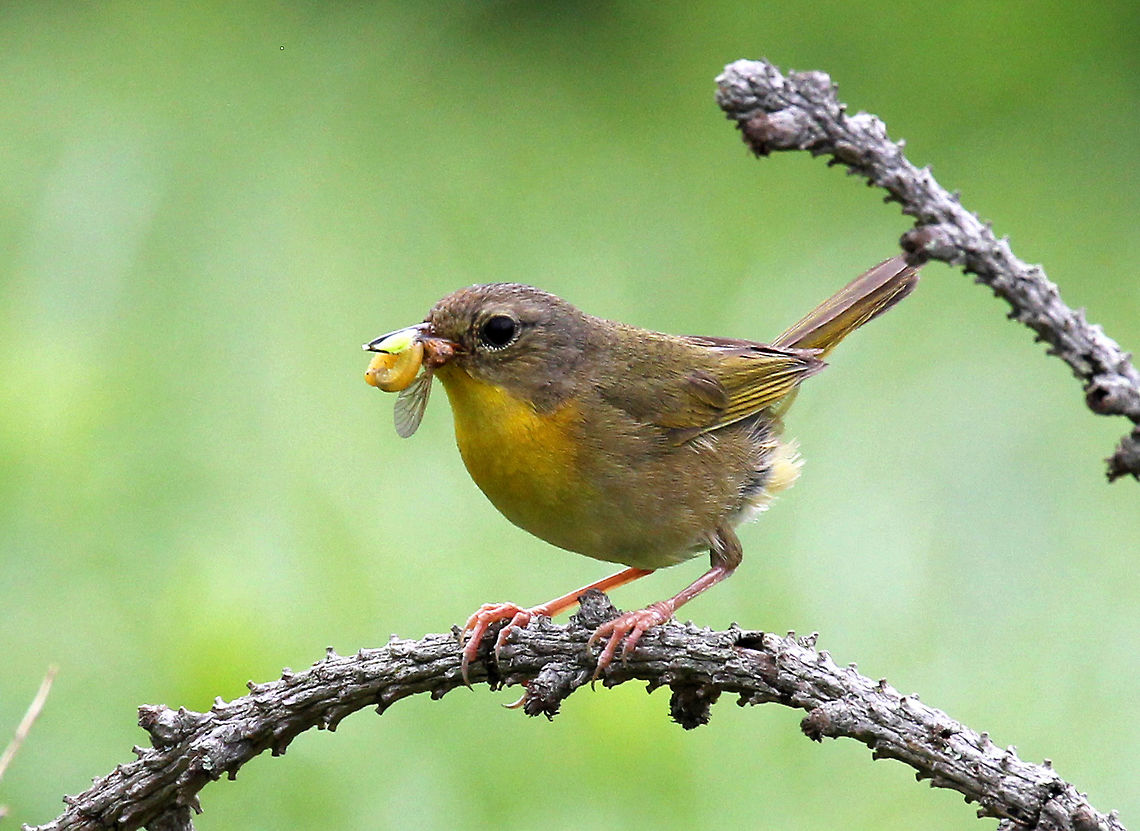 Common Yellowthroat Typical multitasking mom! She had at least three bugs in her beak in these shots, and was furiously busy flying around the meadow, collecting food, feeding her nestlings, and visiting her mate. Females have olive-gray coloring on their wings and backs. Yellow coloring on their chest and a faint eye ring. They lack the black mask that males have.<br />
<figure class="photo"><a href="https://www.jungledragon.com/image/58288/common_yellowthroat_female.html" title="Common Yellowthroat (Female)"><img src="https://s3.amazonaws.com/media.jungledragon.com/images/3232/58288_thumb.jpg?AWSAccessKeyId=05GMT0V3GWVNE7GGM1R2&Expires=1759968010&Signature=VmaId2XBv8ySGft1JBryNOlzKKI%3D" width="200" height="156" alt="Common Yellowthroat (Female) Typical multitasking mom! She had at least three bugs in her beak in these shots, and was furiously busy flying around the meadow, collecting food, feeding her nestlings, and visiting her mate. Females have olive-gray coloring on their wings and backs. Yellow coloring on their chest and a faint eye ring. They lack the black mask that males have.<br />
https://www.jungledragon.com/image/71059/common_yellowthroat_-_geothlypis_trichas.html<br />
https://www.jungledragon.com/image/56443/common_yellowthroat.html Common Yellowthroat,Common yellowthroat,Geotagged,Geothlypis trichas,Summer,United States,Yellowthroat,bird,female Common Yellowthroat,yellow bird" /></a></figure><br />
<figure class="photo"><a href="https://www.jungledragon.com/image/71059/common_yellowthroat_-_geothlypis_trichas.html" title="Common Yellowthroat - Geothlypis trichas"><img src="https://s3.amazonaws.com/media.jungledragon.com/images/3232/71059_thumb.jpg?AWSAccessKeyId=05GMT0V3GWVNE7GGM1R2&Expires=1759968010&Signature=%2FjELWxBHDK7mpr3wJp9SIbZ1Yqk%3D" width="200" height="156" alt="Common Yellowthroat - Geothlypis trichas Typical multitasking mom! She had at least three bugs in her beak in these shots, and was furiously busy flying around the meadow, collecting food, feeding her nestlings, and visiting her mate. Females have olive-gray coloring on their wings and backs. Yellow coloring on their chest and a faint eye ring. They lack the black mask that males have.<br />
https://www.jungledragon.com/image/56443/common_yellowthroat.html<br />
https://www.jungledragon.com/image/58288/common_yellowthroat_female.html Common yellowthroat,Geotagged,Geothlypis trichas,Summer,United States" /></a></figure> Common Yellowthroat,Common yellowthroat,Geotagged,Geothlypis trichas,Summer,United States,Yellowthroat,bird