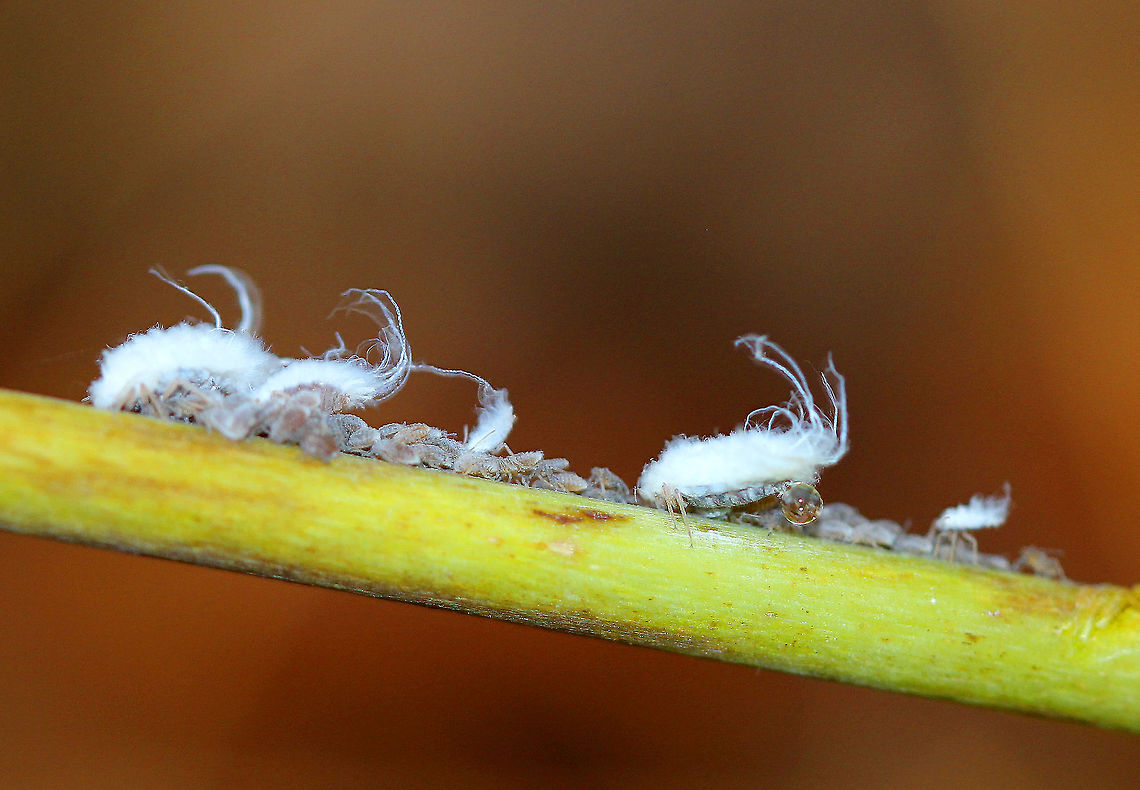 Woolly Aphids - Subfamily Eriosomatinae These tiny aphids look like white fuzz balls! They were approximately 1-5mm in length, pear-shaped, and many were covered in waxy, white filaments. The waxy filaments give this intriguing pest a fluffy appearance, as though they were covered in wool, hence their common name. The waxy filaments serve two purposes - they deter predators and reduce friction. Woolly aphids are definite pests. As they feed, they inject saliva into their host plant which helps them digest the sap. This predigested sap is then sucked up by the aphid. They will feed on leaves, buds, twigs, and bark and can cause curled leaves, yellowed foliage, and poor plant growth. In addition, they secrete a sticky waste product called honeydew (see aphid on the right). A coating of honeydew can often be found on and beneath infested trees. As a result, sooty mold fungus will sometimes grow on the honeydew.<br />
<br />
 Woolly aphids have a very complex life cycle! Almost all woolly aphids alternate feeding between two host plants and depend on those plants for their life cycle. The primary host plant is the plant that they lay eggs on to overwinter. Female aphids hatch from the eggs during the spring and immediately start producing live offspring without mating. These aphids are simply clones of the original aphids. After 1-2 generations on the primary host, the new aphids develop wings when they reach adulthood. The winged females will then fly to a secondary host plant where they begin feeding and producing additional generations. Most of their growing season is spent on their secondary host. Each female will produce hundreds of clonal offspring even though their average lifespan from birth to adulthood is only about one month. During late summer/early fall, a new generation of winged females is produced on the secondary hosts, which then fly back to the primary host. These winged females produce clones that are both male and female. These aphids then mate with each other. The eggs from this generation will overwinter and start the cycle again in the spring.  Fall,Geotagged,Subfamily Eriosomatinae,United States,Woolly Aphid,aphid